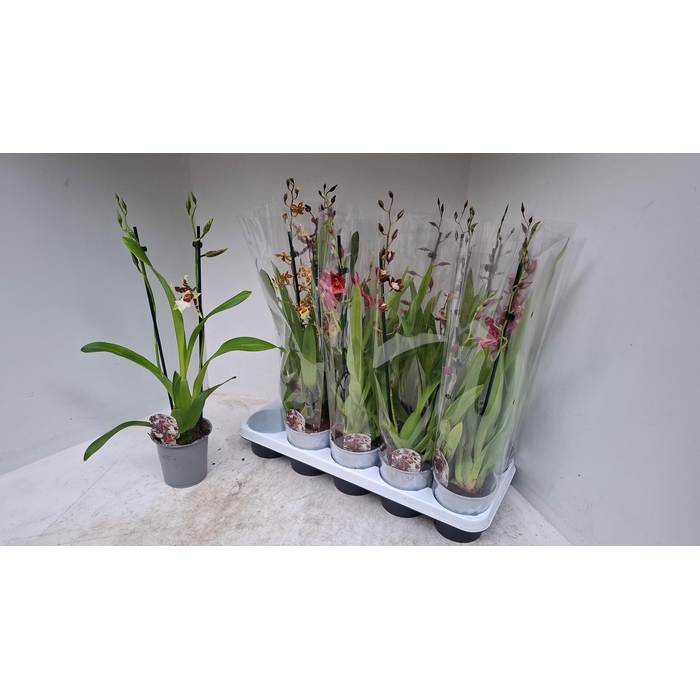 <h4>CAMBRIA GRP GEM</h4>