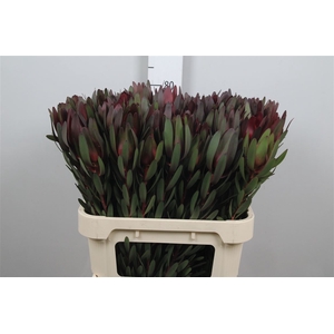 Leucad Saf Sunset 080cm