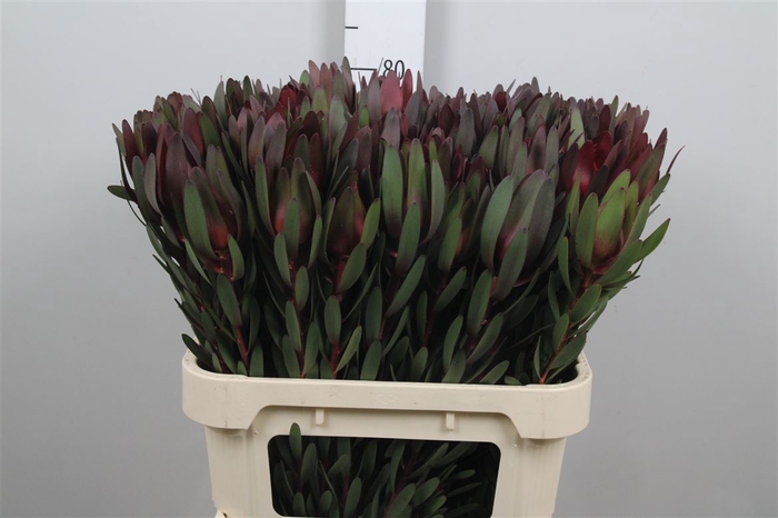 <h4>Leucad Saf Sunset 080cm</h4>