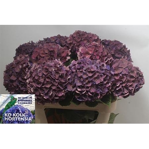 Hydr M Mon Amour Purple Cl 80cm