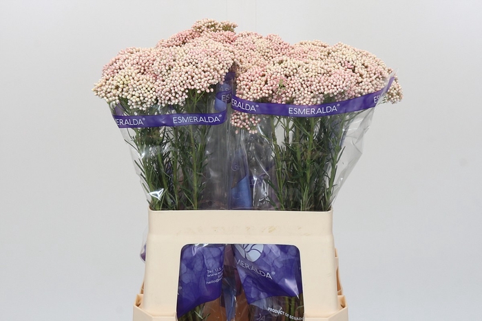 <h4>Ozothamnus Cooks Pink</h4>