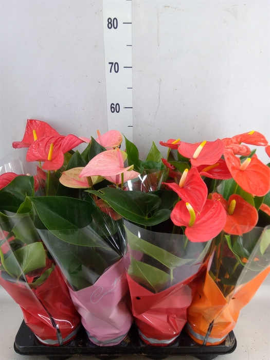 <h4>Anthurium   ...mix 4</h4>