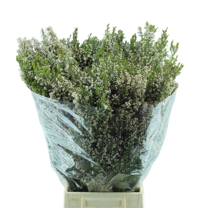 <h4>Erica</h4>