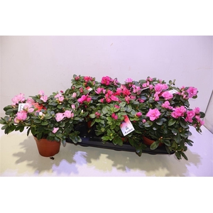 arr8 Rhodo Si Vogel Gem