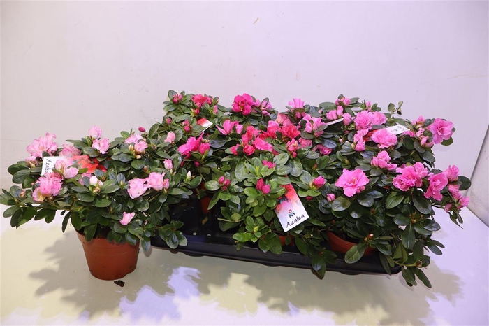 <h4>arr8 Rhodo Si Vogel Gem</h4>