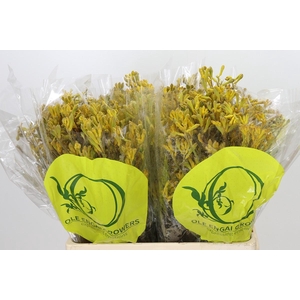 Anigozanthos Yellow Gem