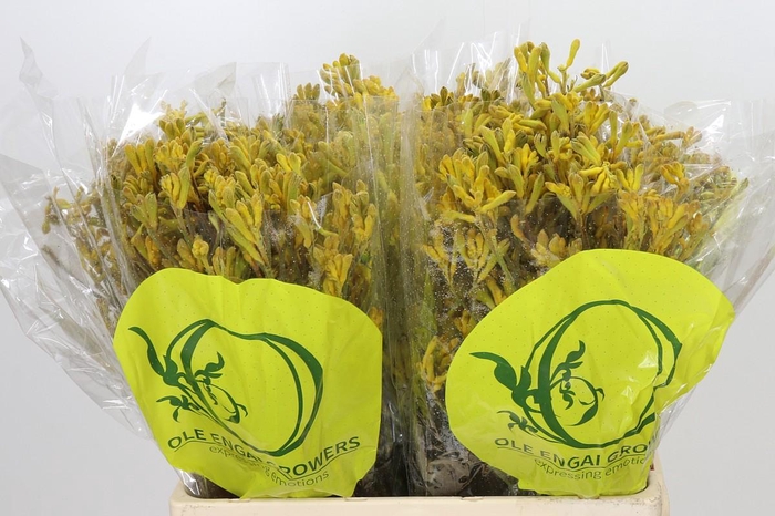 <h4>Anigozanthos Yellow Gem</h4>