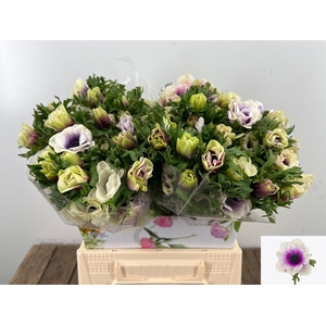 ANEM CO RB MIST ROSE