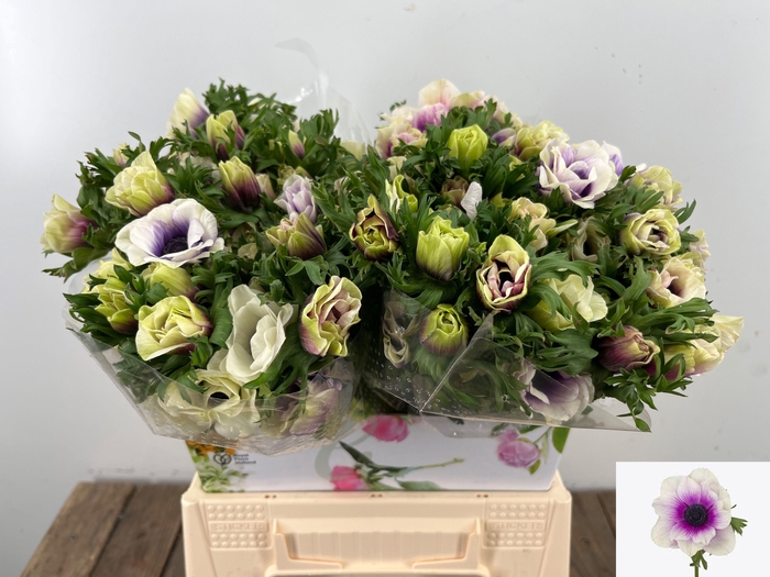 <h4>ANEM CO RB MIST ROSE</h4>