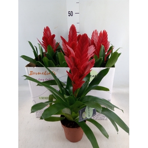 Vriesea  'Intenso Red'