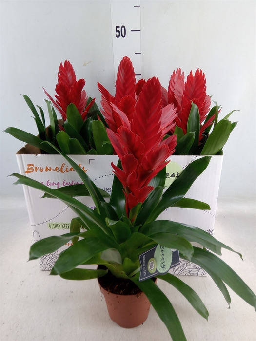 <h4>Vriesea  'Intenso Red'</h4>