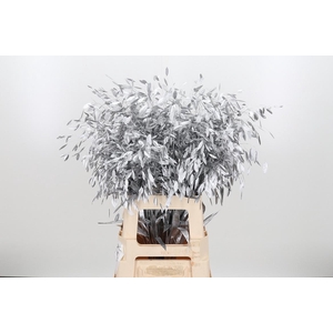 Chasmantium Kl Bh Zilver