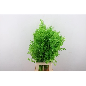 Pres Ruscus Green P Stem