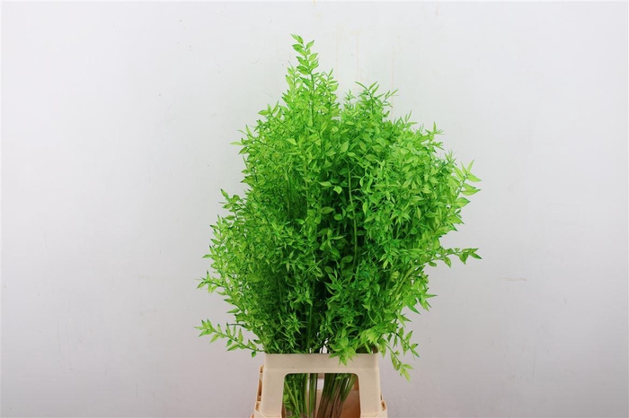 <h4>Pres Ruscus Green P Stem</h4>