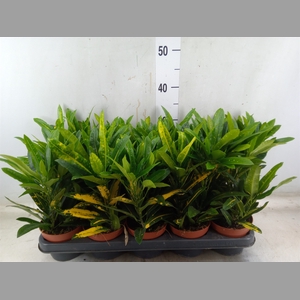 Codiaeum var. KL 'Sunny Star'
