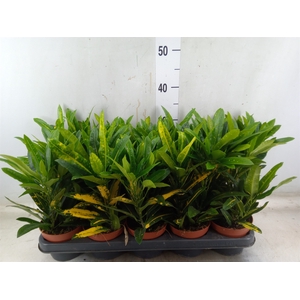 Codiaeum var. KL 'Sunny Star'