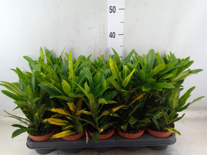 <h4>Codiaeum var. KL 'Sunny Star'</h4>