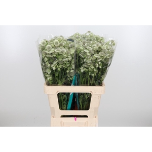 Astr Billion Star Xl