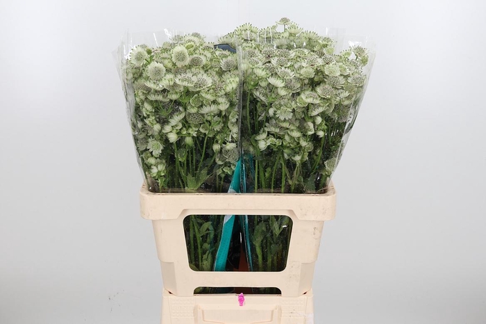 <h4>Astr Billion Star Xl</h4>