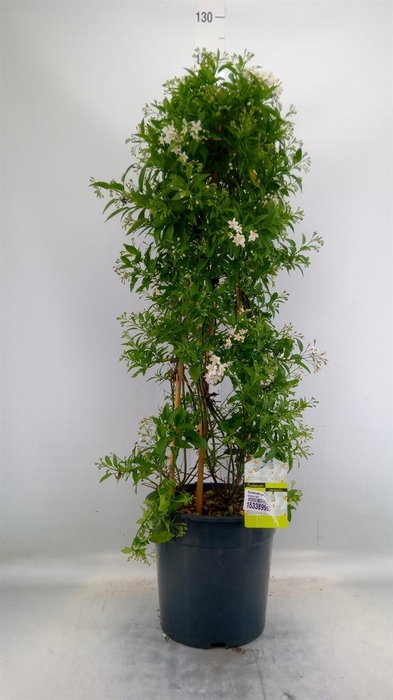 <h4>Solanum jasminoides</h4>