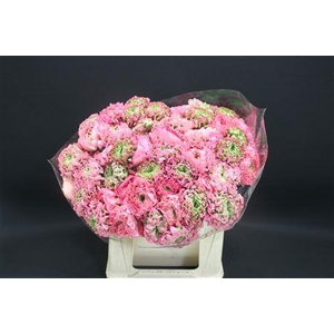 Cl Pon-pon Alice 566