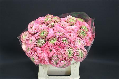 <h4>Cl Pon-pon Alice 566</h4>