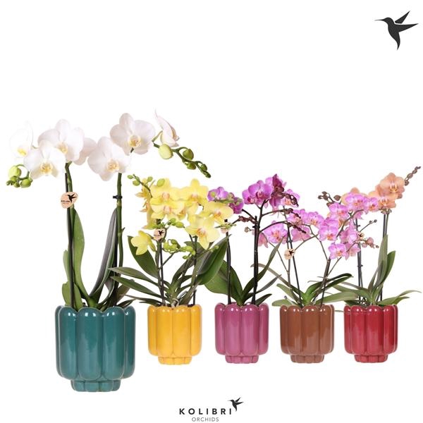 <h4>Phalaenopsis Multifloratypes overig</h4>