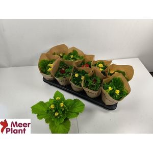 CALC X HERBEOHYBRIDA