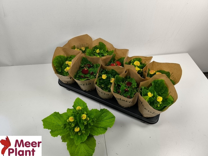 <h4>CALC X HERBEOHYBRIDA</h4>