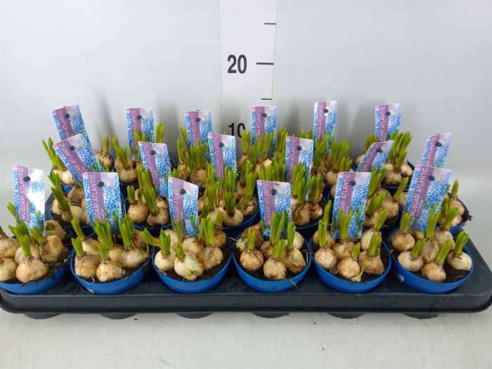<h4>Muscari  'Atlantic'</h4>