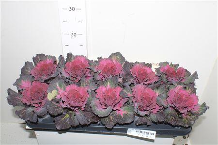 <h4>Brassica (sierkool)</h4>