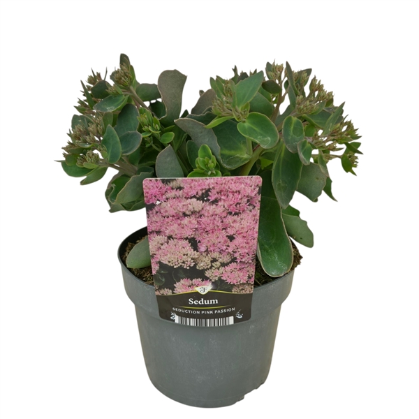 <h4>Sedum telephium Seduction Pink Passion</h4>