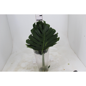 FOLHAGEM MONSTERA DELICIOSA 040 CM