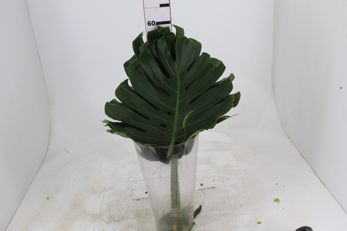 <h4>FOLHAGEM MONSTERA DELICIOSA 040 CM</h4>