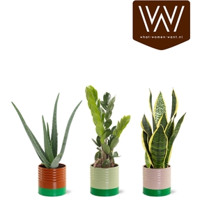 ARR KAMERPL GROEN