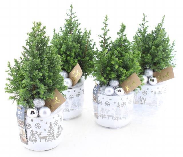 <h4>CHAM TH TOP POINT</h4>