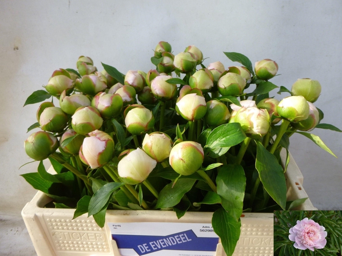 <h4>PAEO L ALERTIE</h4>