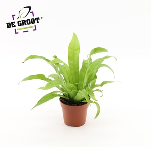 Asplenium Antiquum