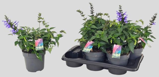 <h4>SALVIA LAKE COMO</h4>