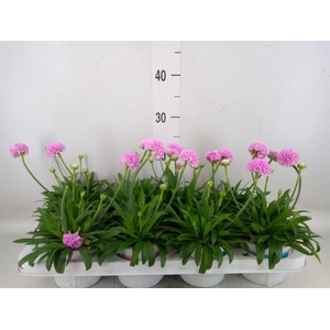 Armeria pseud. 'Dreameria Sweet Dr'