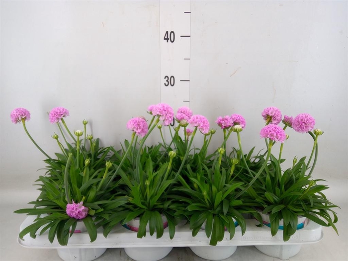 <h4>Armeria pseud. 'Dreameria Sweet Dr'</h4>
