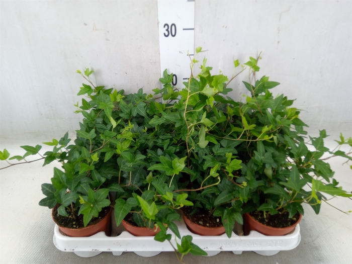 <h4>Hedera helix 'Shamrock'</h4>