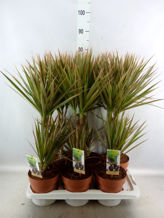 <h4>Dracaena marg. 'Bicolor'</h4>