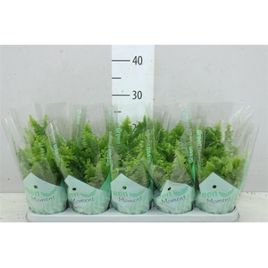 Nephrolepis Green Moment