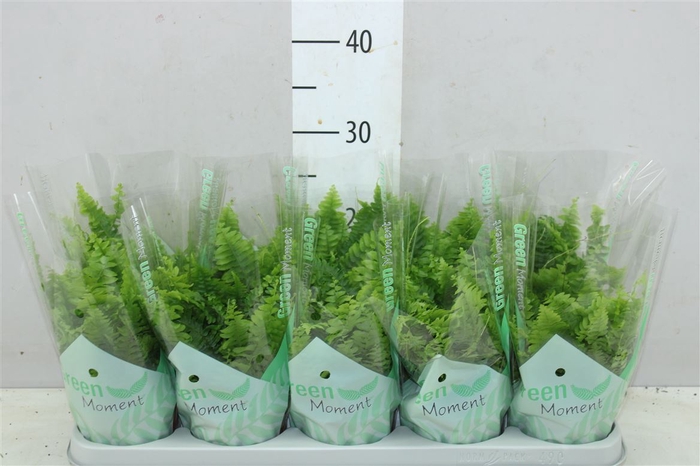 <h4>Nephrolepis Green Moment</h4>