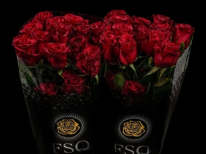 <h4>R GR Red Paris X25</h4>