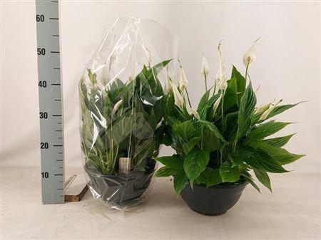 <h4>Spath Chopin 15+++</h4>