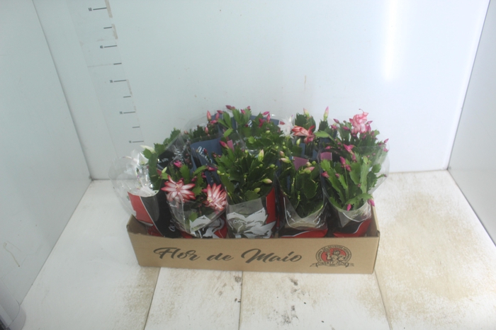 <h4>FLOR DE MAIO P11</h4>