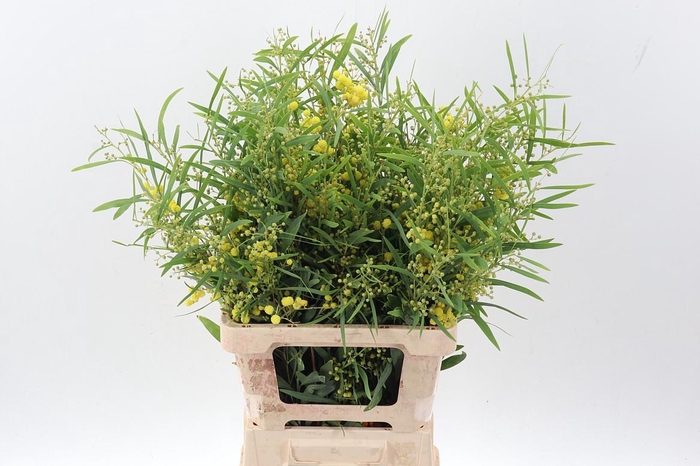 <h4>Acacia Bl Retino Bs</h4>