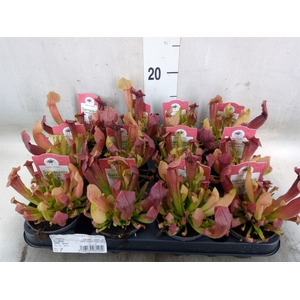 Sarracenia   ...